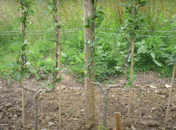 training apples against wire supports